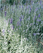 Lavandula Angustifolia Munstead