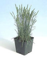Ornamental Grass Seed - Koeleria Glauca Coolio