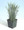 Ornamental Grass Seed - Koeleria Glauca Coolio