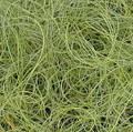 Ornamental Grass Seed - Juncus Filiformus Spiralis