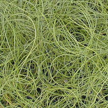 Ornamental Grass Seed - Juncus Filiformus Spiralis