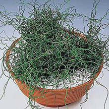 Ornamental Grass Seed - Juncus Effusus Big Twister