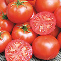 John Baer Heirloom Tomato