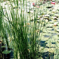 Ornamental Grass Seed - Juncus Effusus