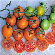 Jaune Flamme Heirloom Tomato