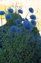 Jasione Perennis Laevis Blue Light