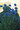 Jasione Perennis Laevis Blue Light