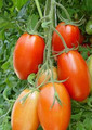 Italian Roma Heirloom Tomato
