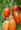 Italian Roma Heirloom Tomato