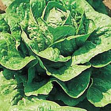 Lettuce Parris Island