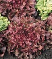 Lettuce Leaf Salad Bowl Red