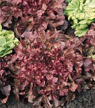 Lettuce Leaf Salad Bowl Red