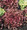 Lettuce Leaf Salad Bowl Red