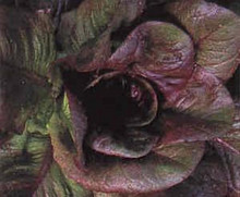 Lettuce Red Romaine