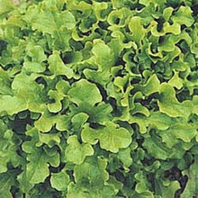 Lettuce Leaf Salad Bowl Green