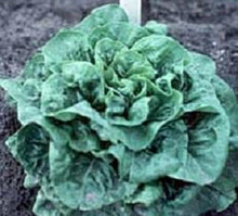 Lettuce Buttercrunch