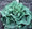 Lettuce Buttercrunch