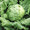Lettuce Great Lakes 659
