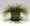 Ornamental Grass Seed - Isolepis Live Wire