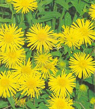 Inula Ensifolia Perennial