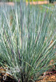 Ornamental Grass Seed - Andropogon Scoparius Prairie Blues seeds