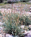 Ornamental Grass Seed - Agropyron Trachycaulum
