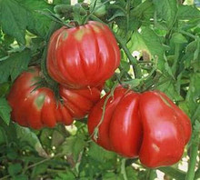 Zapotec Pleated Tomato