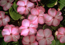Impatiens Swirl Series Pink