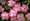 Impatiens Swirl Series Pink