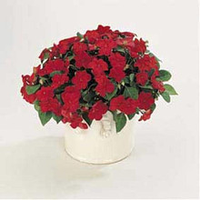 Impatiens Super Elfin Series Ruby