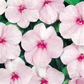 Impatiens Super Elfin Series Pink