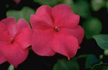 Impatiens Super Elfin Series Lipstick