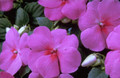 Impatiens Super Elfin Series Lavender