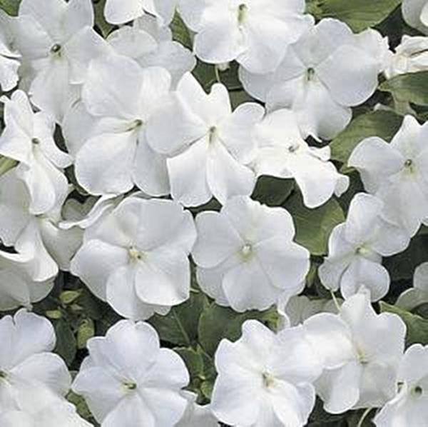 Impatiens Accent Series White Annual Seeds