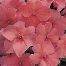 Impatiens  Accent Series  Salmon