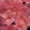 Impatiens  Accent Series  Salmon