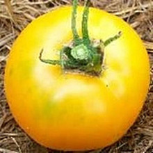 Djena Lees Golden Girl Tomato Seeds