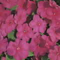 Impatiens Accent Series Carmine