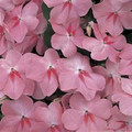 Impatiens Accent Series Coral