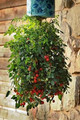Topsy Tom Tomato Seeds
