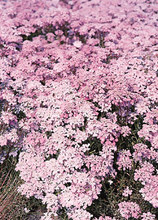 Iberis Gibralterica