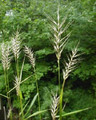 Ornamental Grass Seed - Hystrix Patula