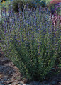 Herb Seeds - Hyssopus Officinalis Nectar Blue