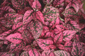 Hypoestes Splash Select Series Red