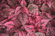 Hypoestes Splash Select Series Red