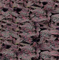 Hypoestes Confetti Series Wine Red