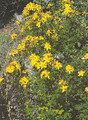 Hypericum St Johns Wort Ascyron Pyramidatum