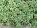 Herb Seeds - Horehound