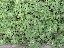 Herb Seeds - Horehound