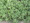 Herb Seeds - Horehound